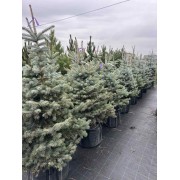 Ялина колюча блакитна Супер Блю Сідлінг / СБС 120-140 см